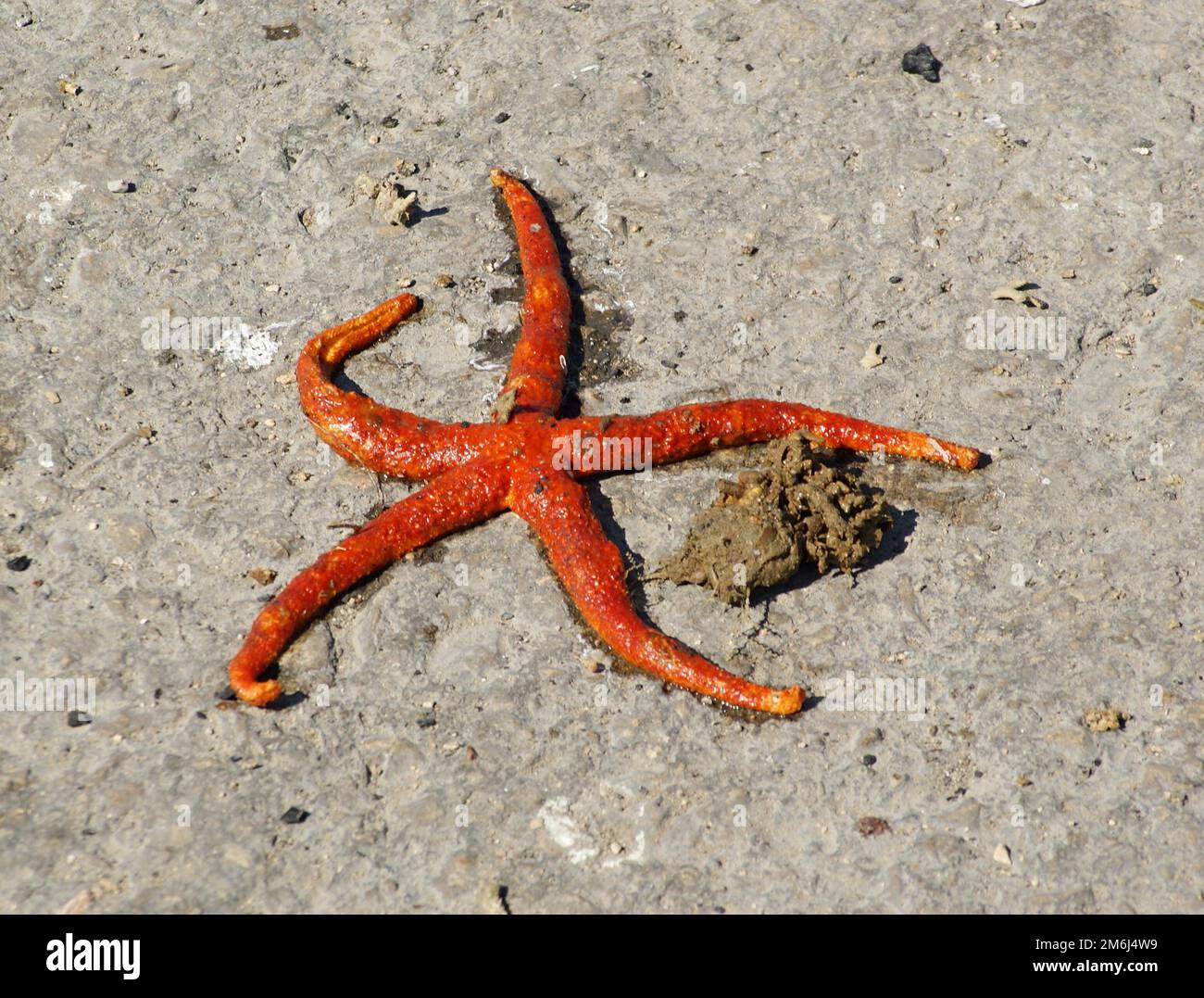 Starfish on the beach Stock Photo