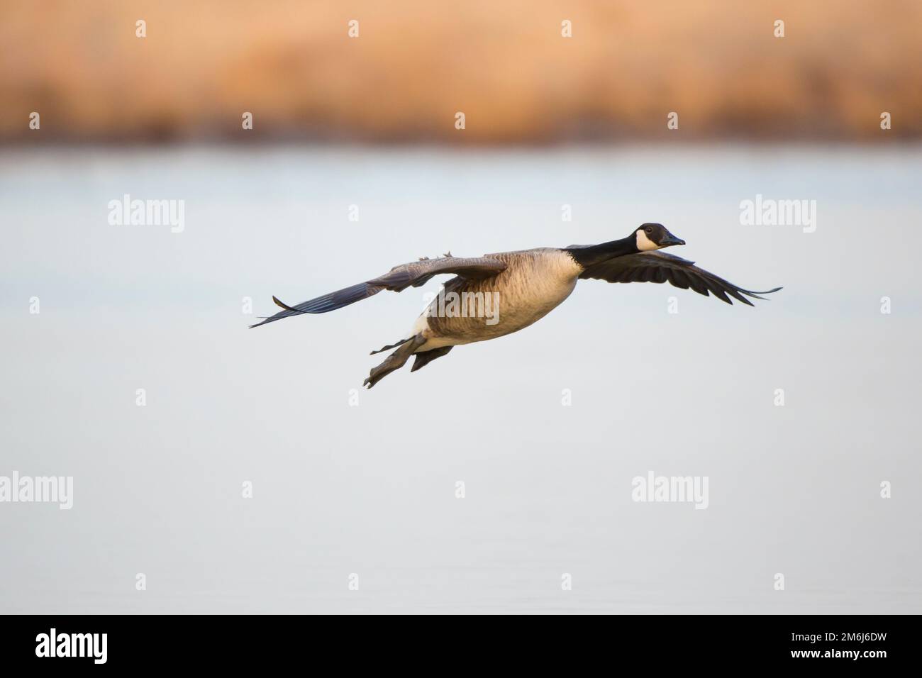 05708 hi-res stock photography and images - Alamy