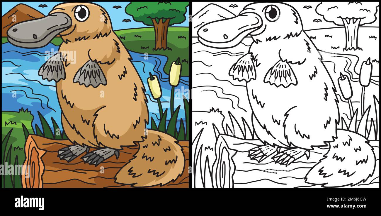 Printable Pics Of Platypus