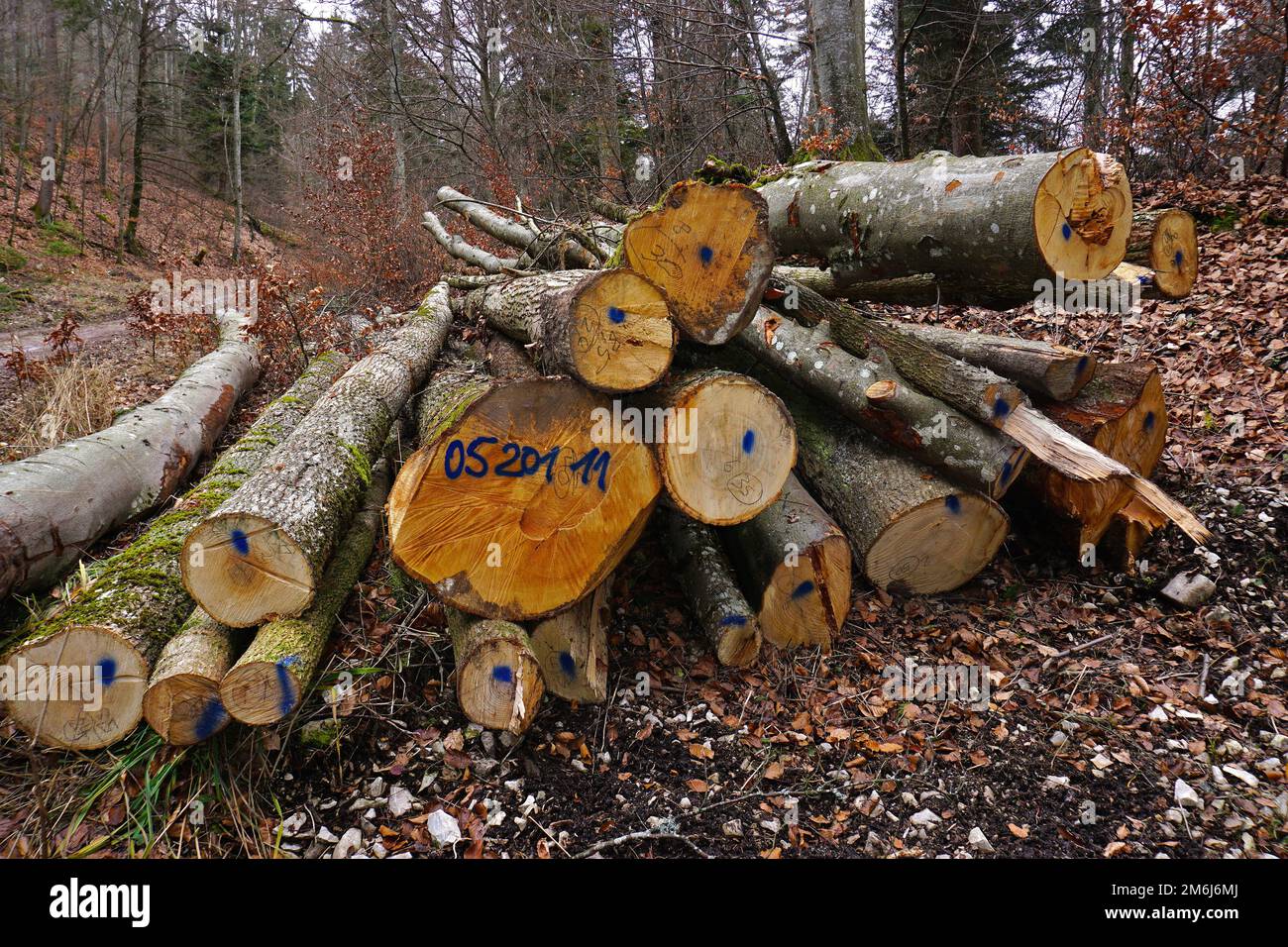 Woodcutting; Wood pile; pile; wood; firewood; Stock Photo