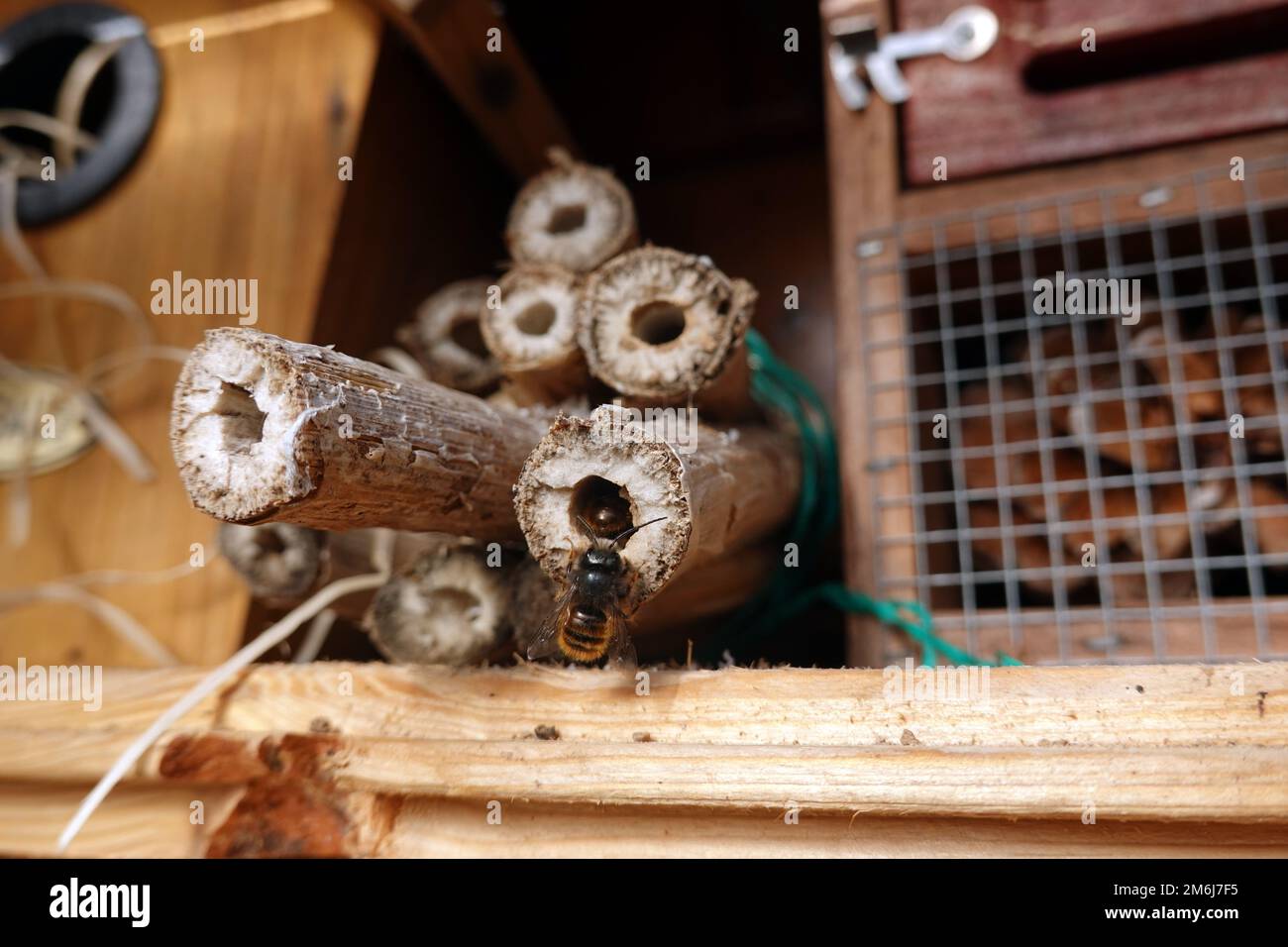 Horned mason bee (Osmia cornuta) male at a nest tube Stock Photo Alamy