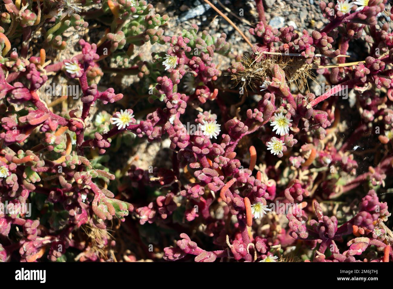 Salt plant Mesembryanthemum nodiflorum Stock Photo