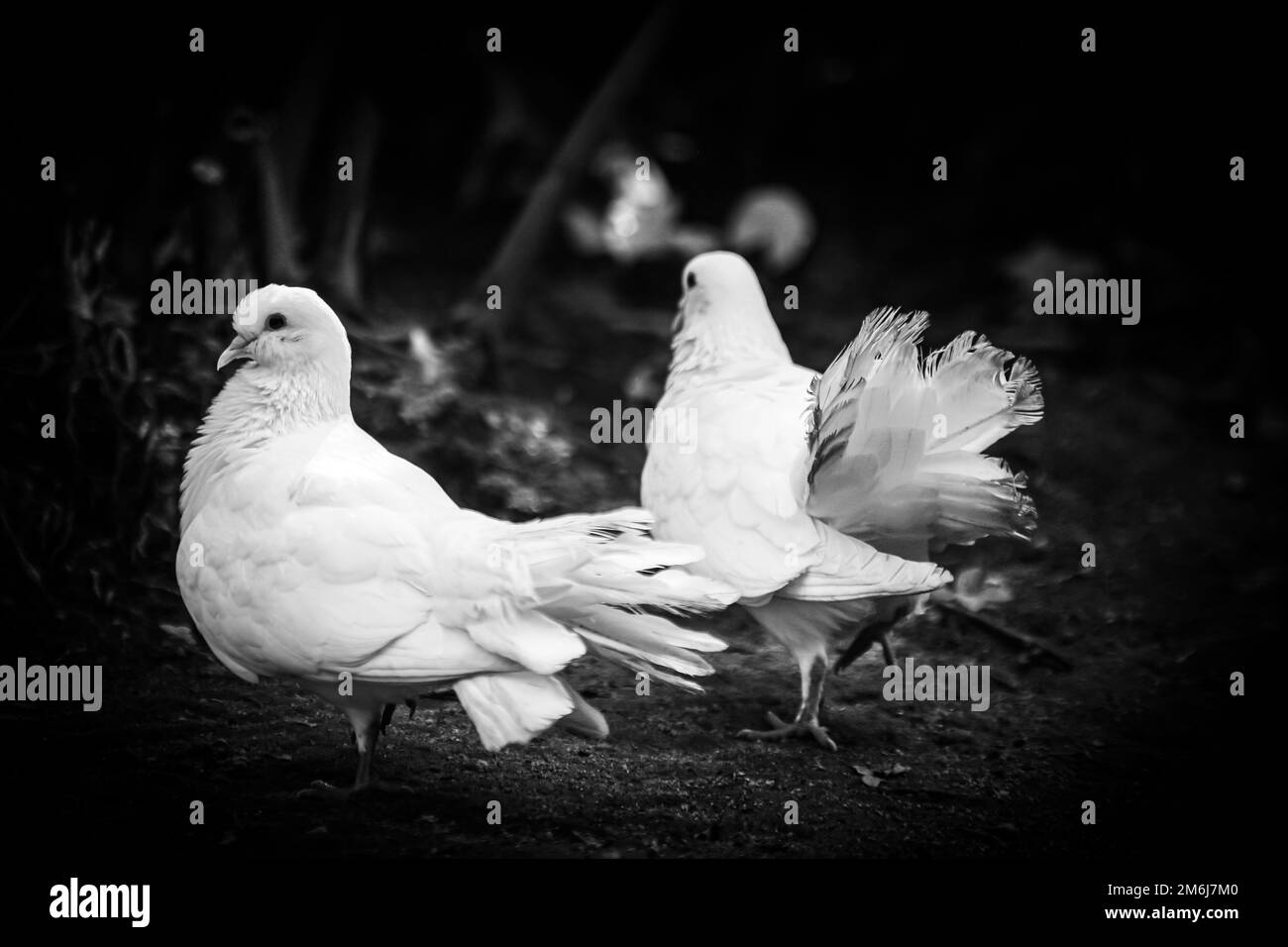Two white pigeons in black and white Stock Photo