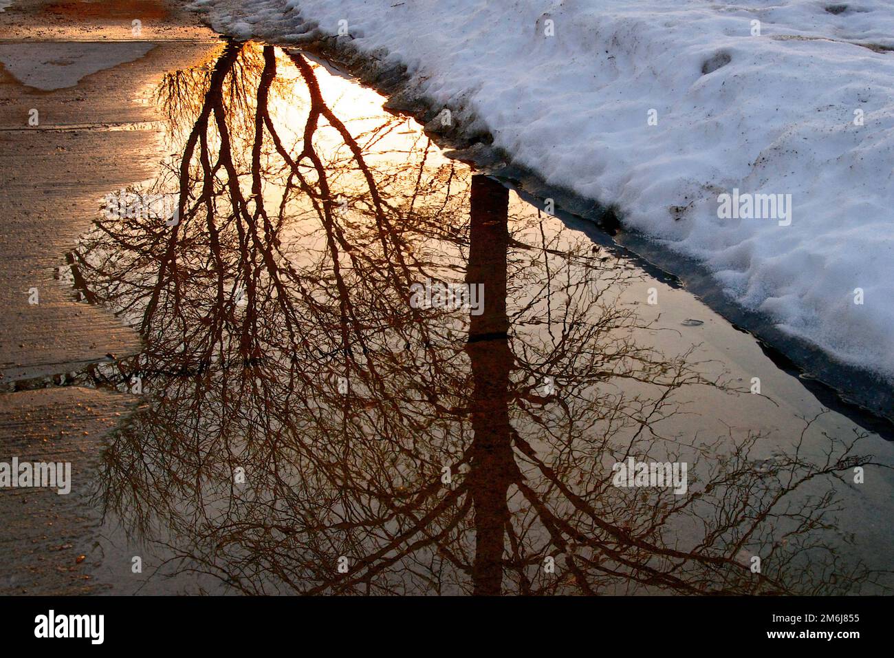Reflection of the tree branches on the footpath in winter Stock Photo
