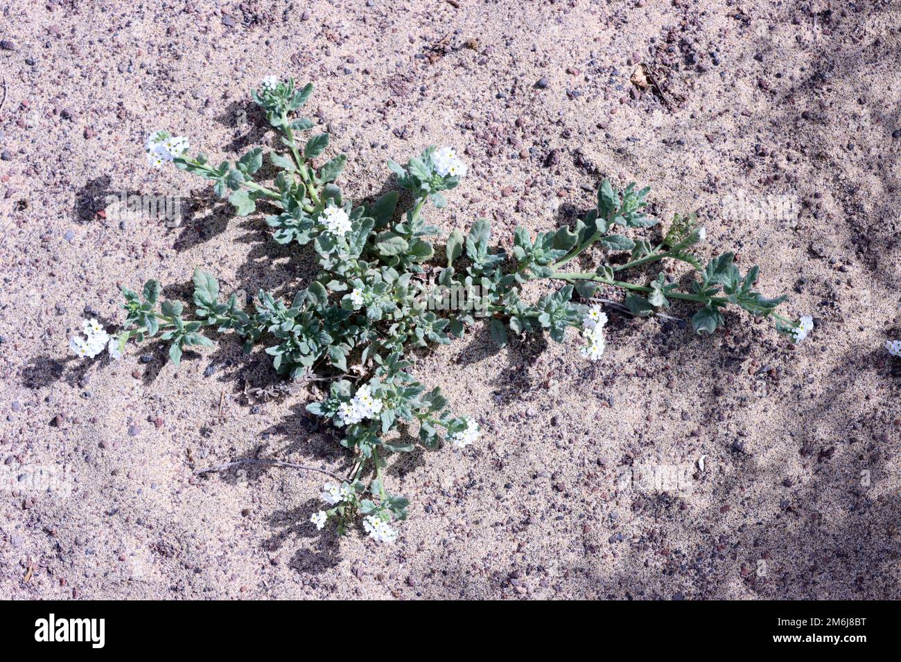 Solstice weed (Heliotropium ramosissimum) - flowering plant at Playa de Jandia beach Stock Photo