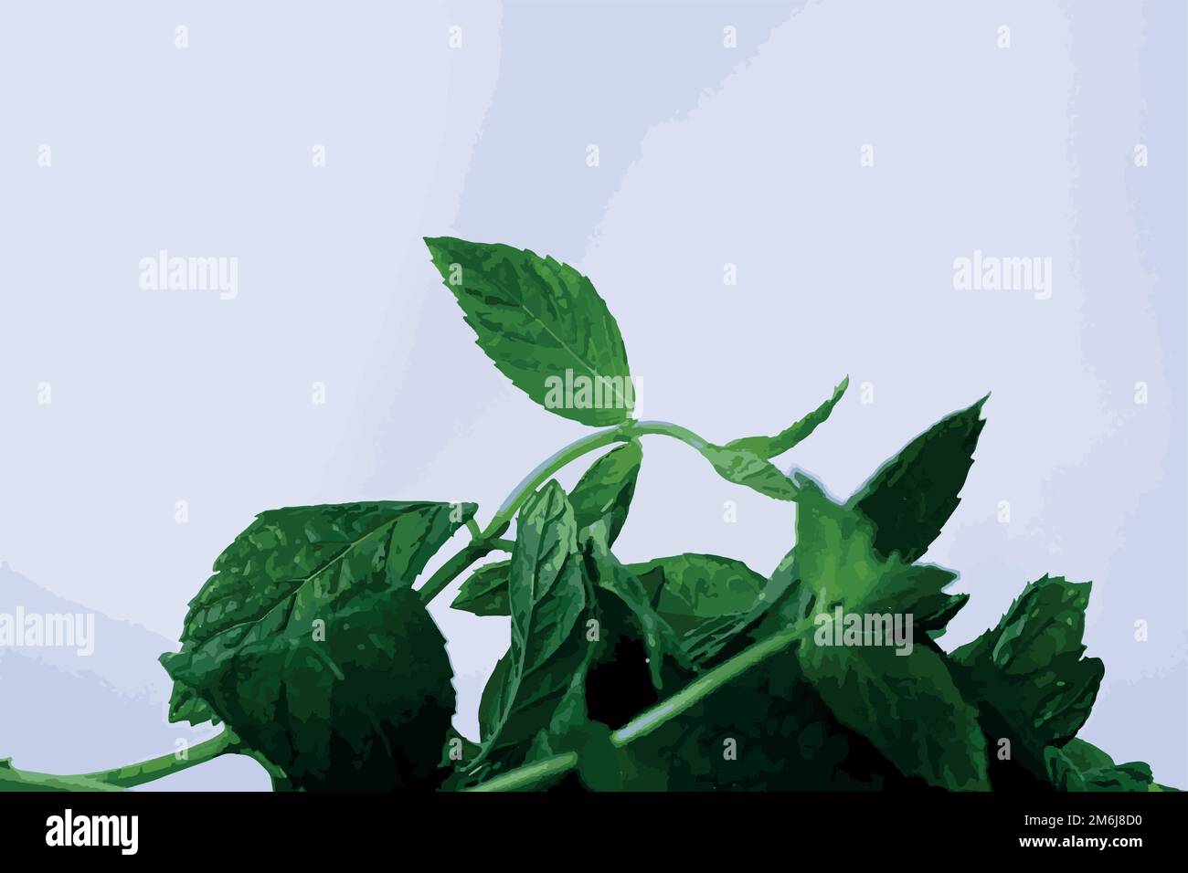 Mint leaf vector. Vector illustration fresh peppermint Stock Vector Image & Art Alamy