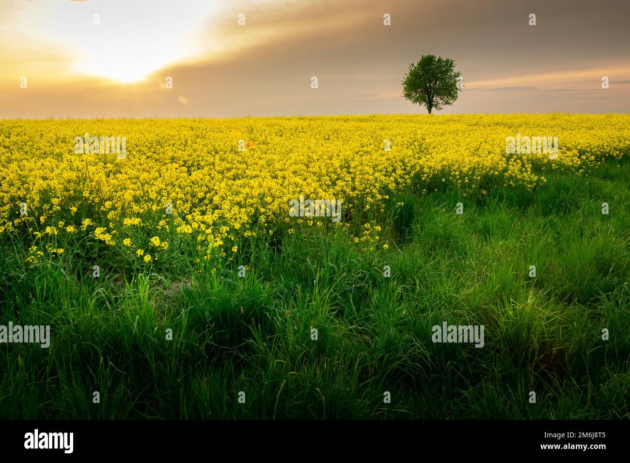 Green grass in front of a yellow field of rape, tree and sun behind the ...
