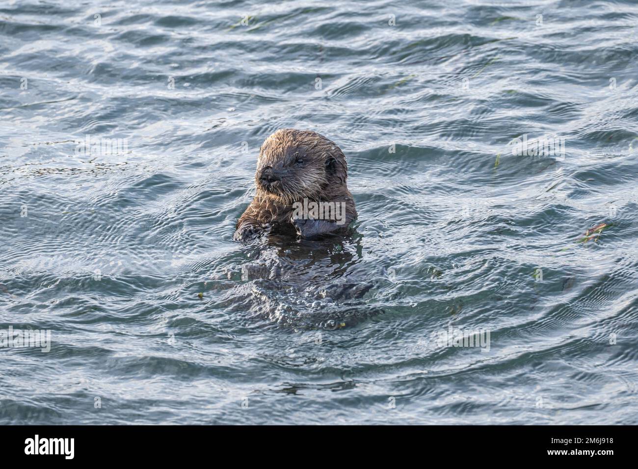 Baby sea otter poking head up out of the sea Stock Photo