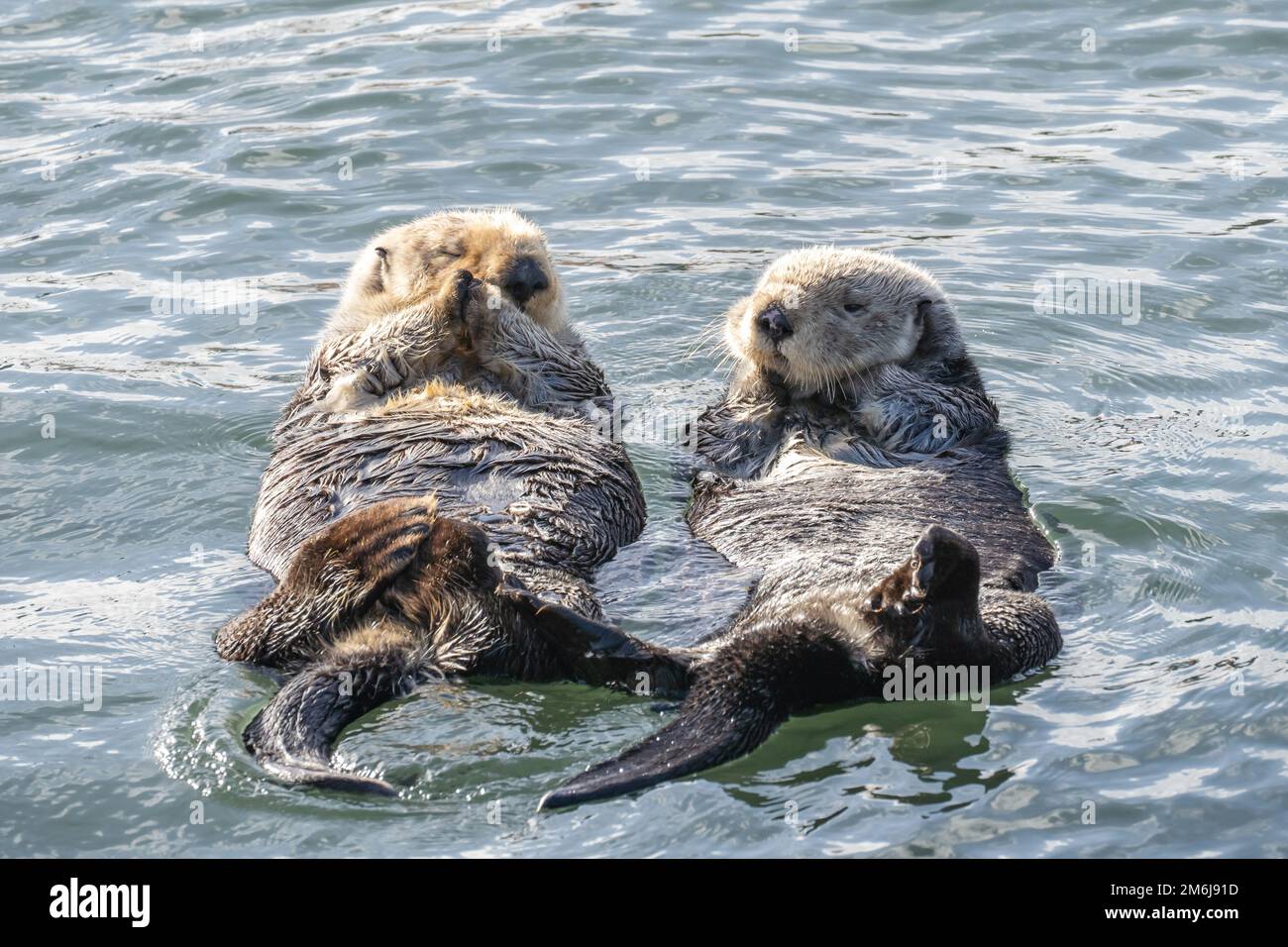 Sea otters floating on their backs Stock Photo - Alamy