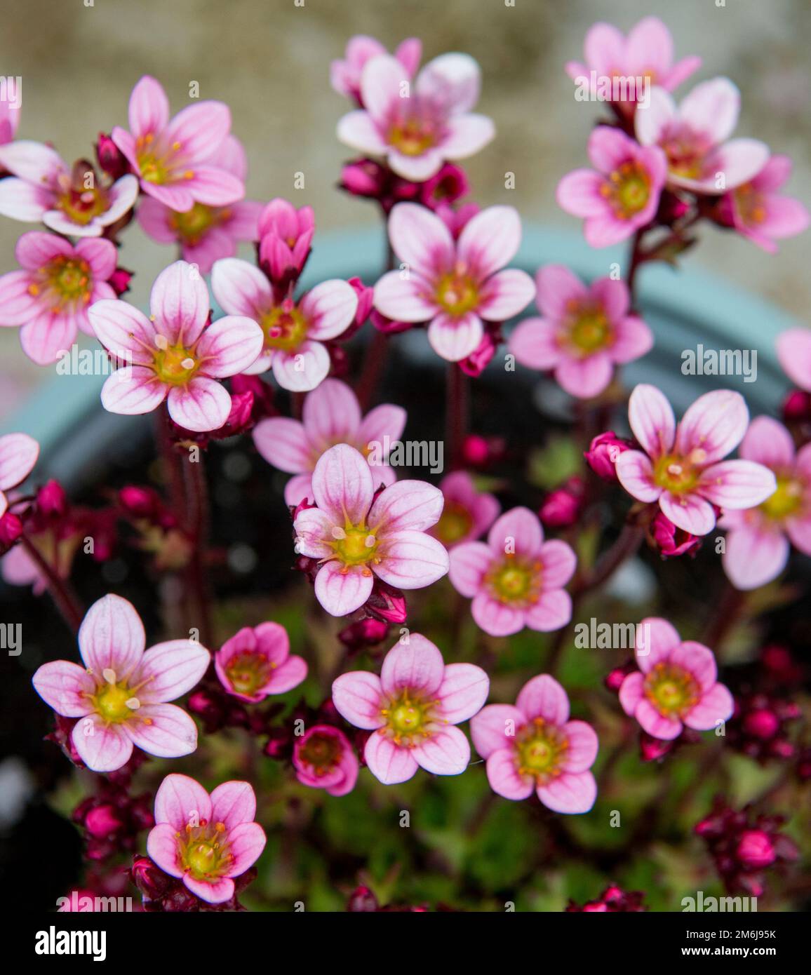 Pink saxifraga flowers in the early spring. Blooming rockfoils in the garden. Selective focus. Stock Photo