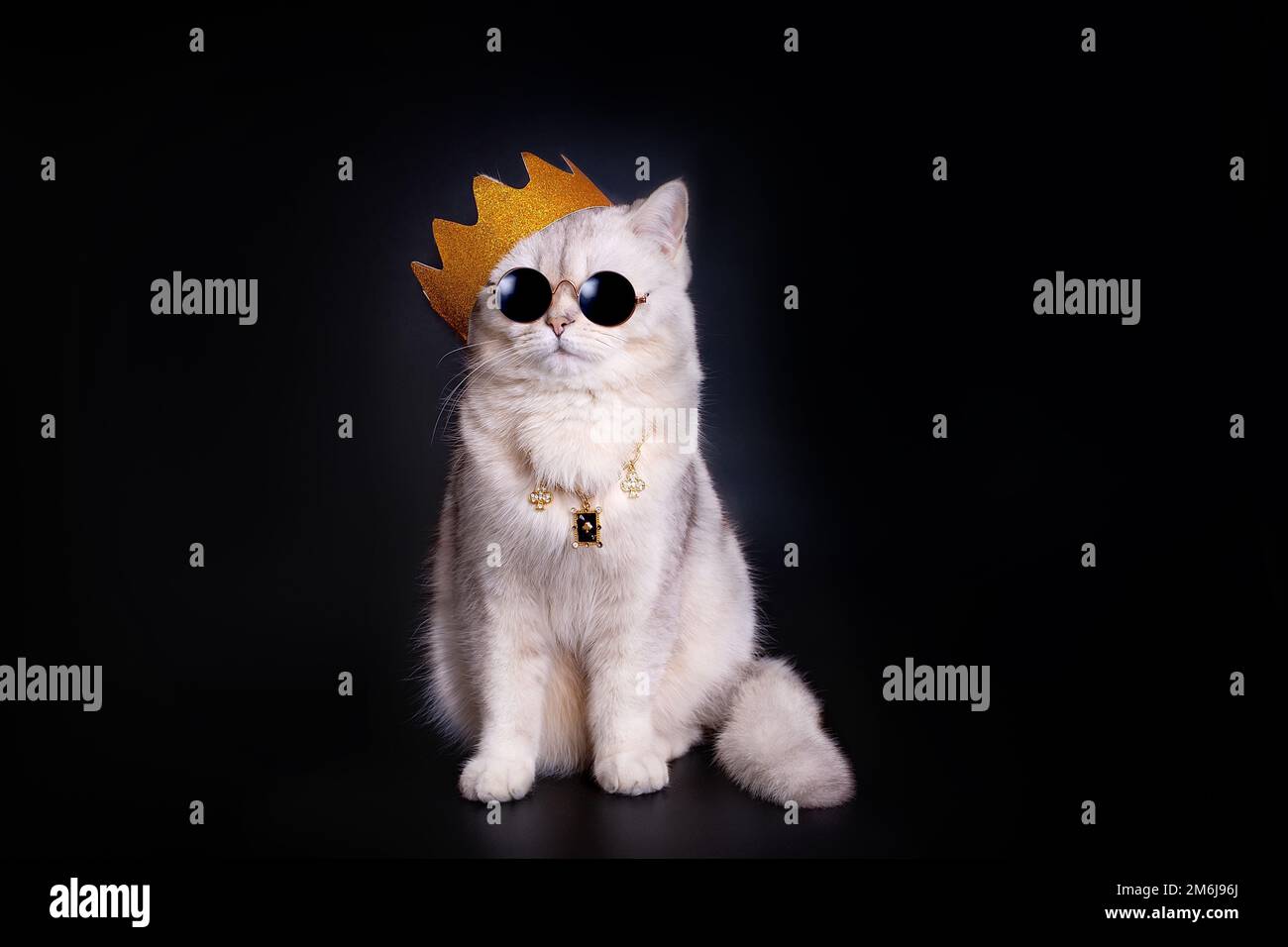 a white king cat wearing a golden crown sits on an isolated black background. Stock Photo