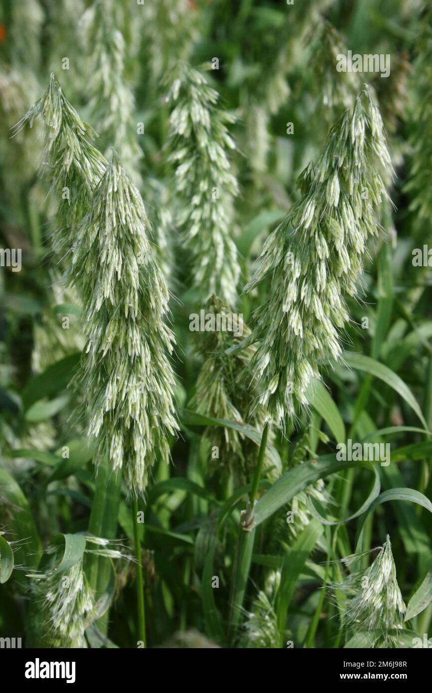 Goldentop Grass (Lamarckia aurea) Stock Photo