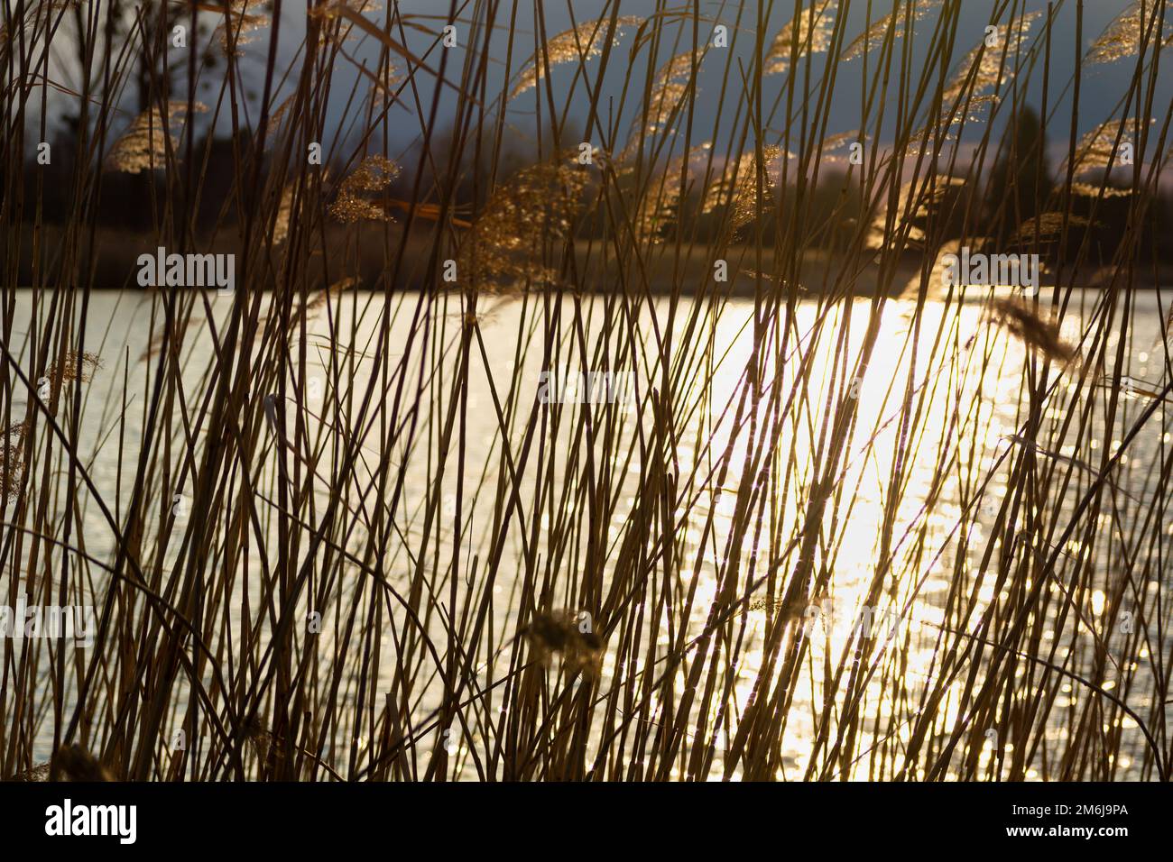Sunshine in the lake behind the reeds Stock Photo - Alamy