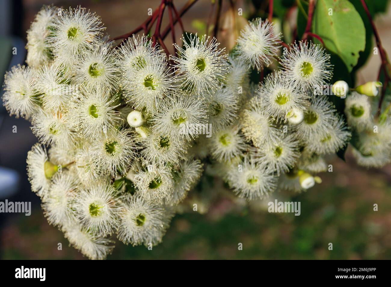 Delicate white flowers of Corymbia calophylla, commonly known as marri, a flowering plant in the family Myrtaceae. Endemic in Western Australia Stock Photo