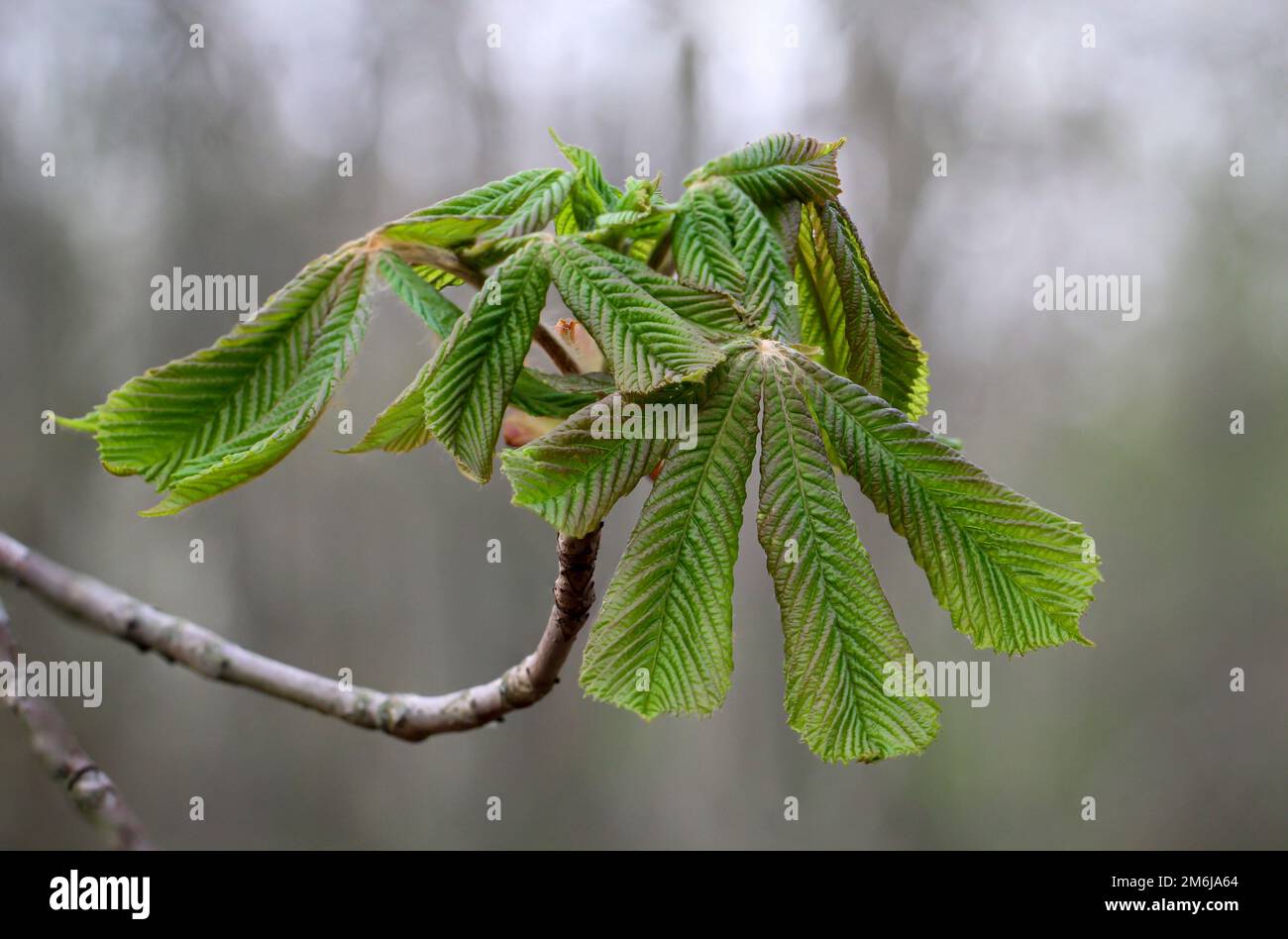 The young leaves of a chestnut, a horse chestnut in the spring. Stock Photo