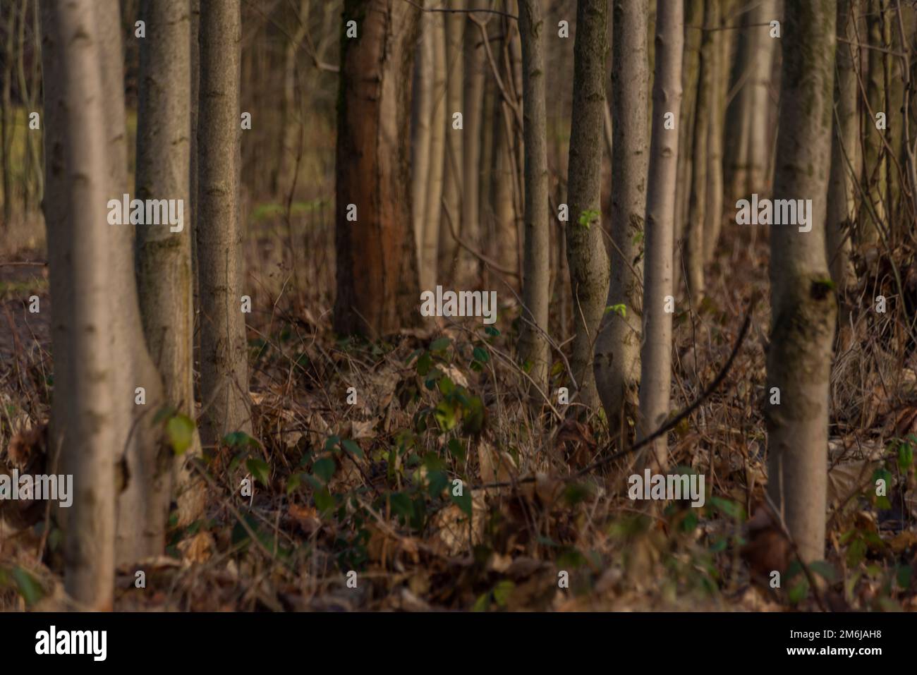Sunny winter day in forest without white snow Stock Photo