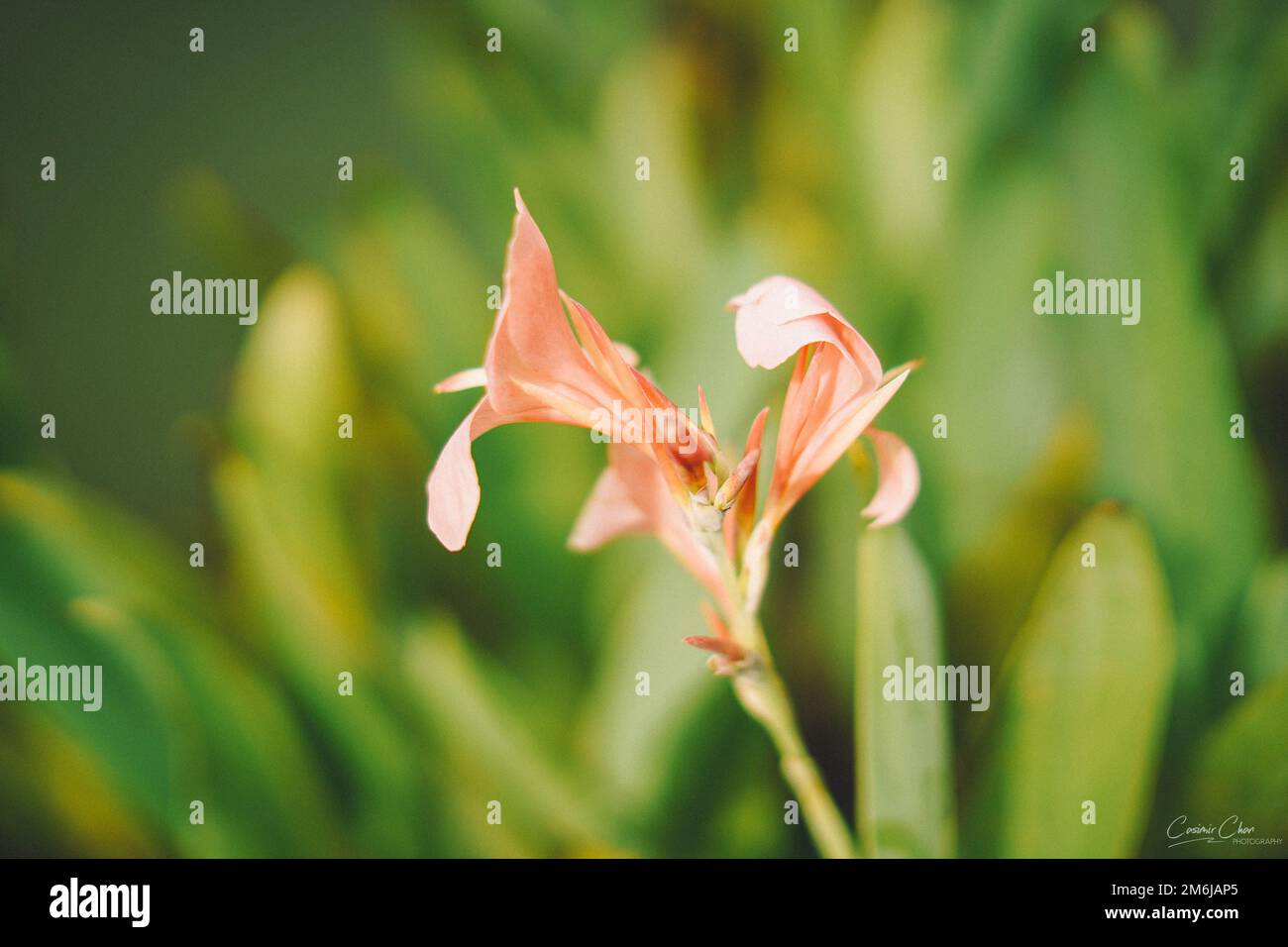 A closeup shot of iris spuria flower standing out in sea of leaves in a park with a blurred background Stock Photo