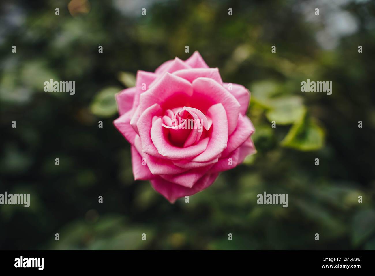 A closeup shot of pink rose in Singapore, Gardens by The Bay Stock