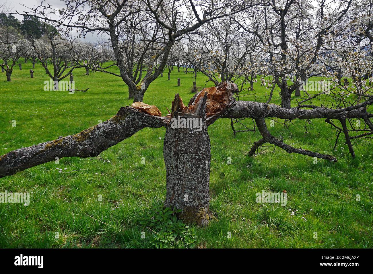 Tree split in two on blooming cherry orchard meadow Stock Photo