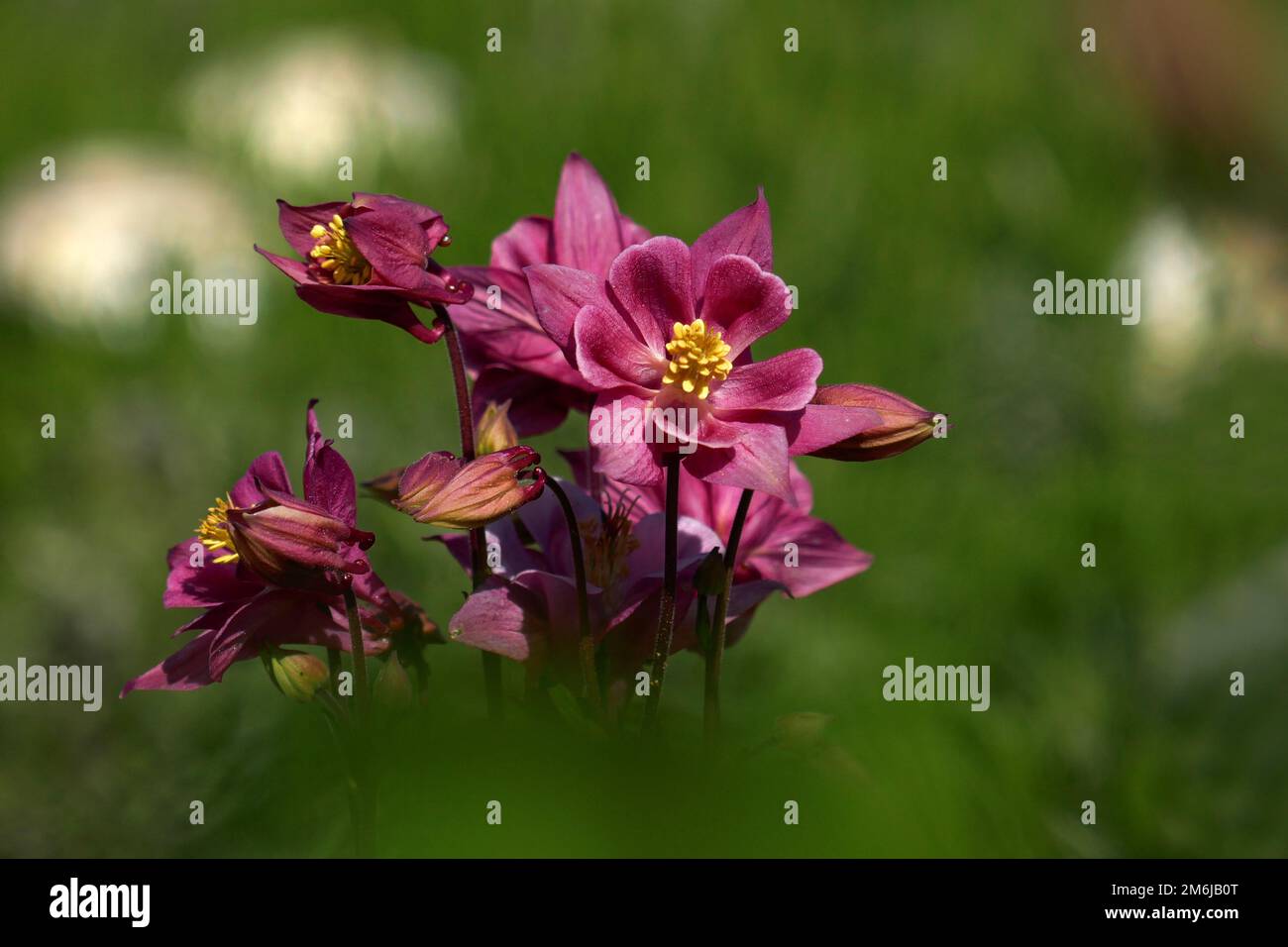 Columbines Stock Photo