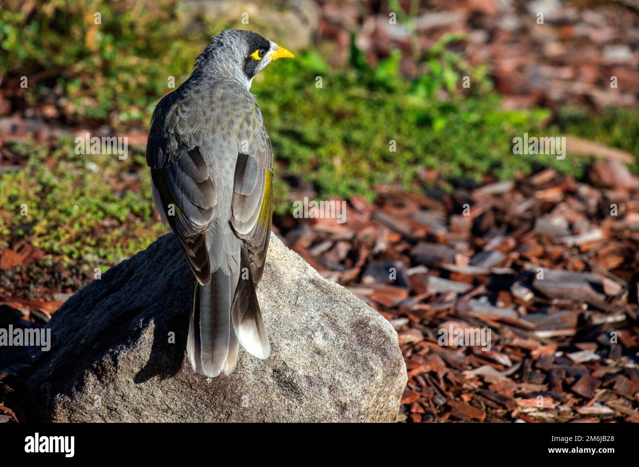 Noisy Miner (Manorina melanocephala) Stock Photo