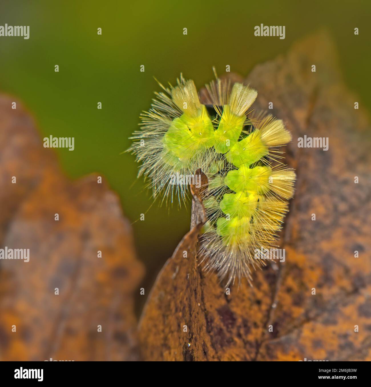 Beech stretchfoot 'Calliteara pudibunda', caterpillar Stock Photo