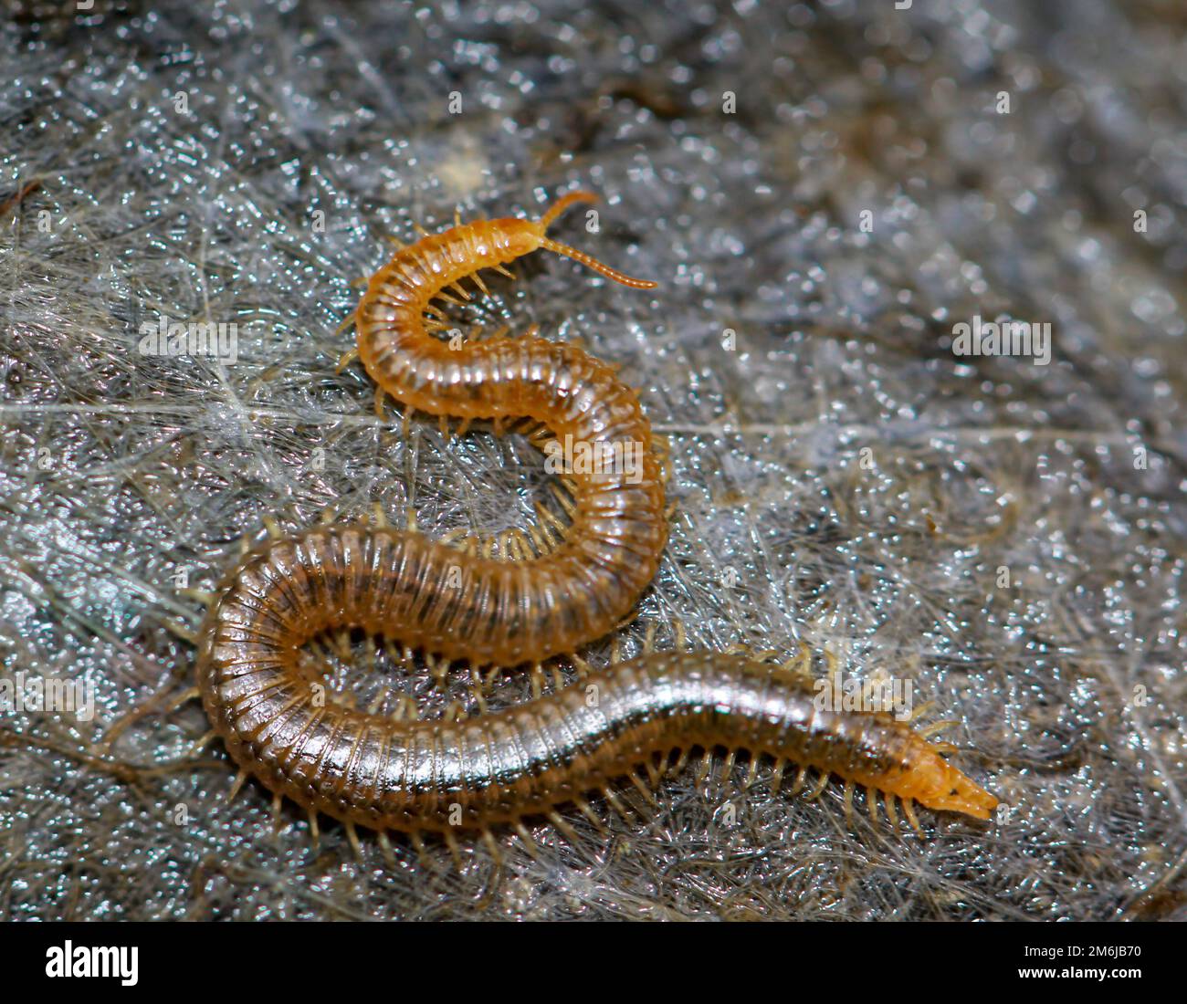 A close-up of a ground centipede, Geophilus carpophagus. Stock Photo