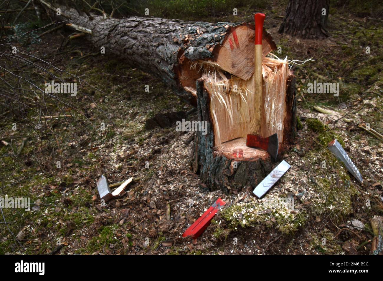 Winch assisted felling hi-res stock photography and images - Alamy