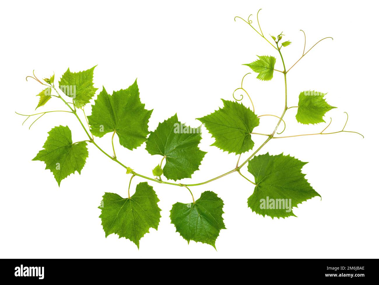 Branch of grape vine tendrils on white background Stock Photo