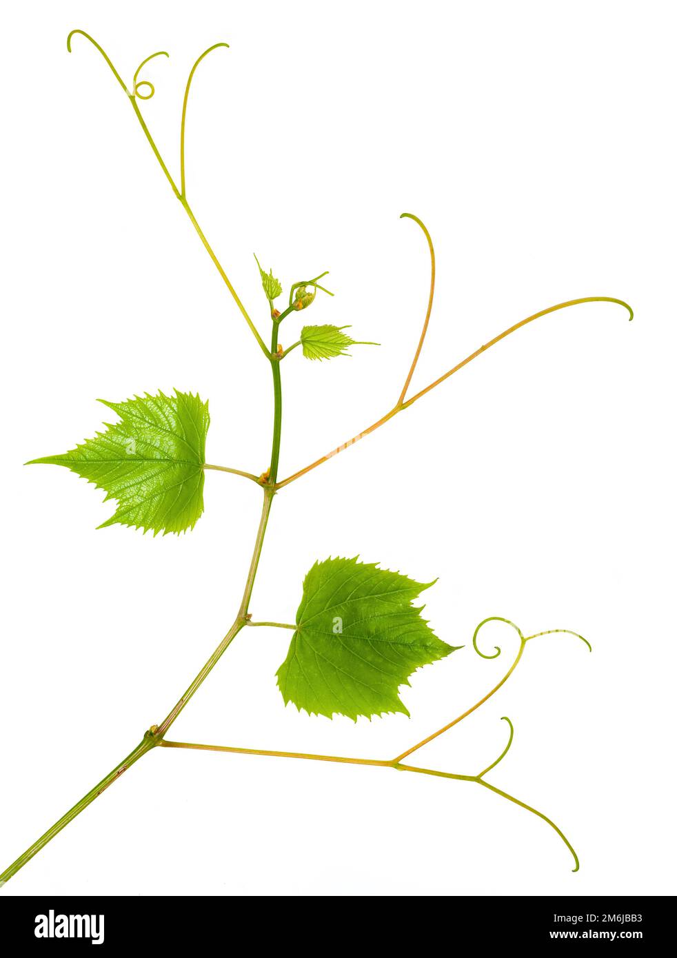 Branch of young grape vine tendrils on white background Stock Photo