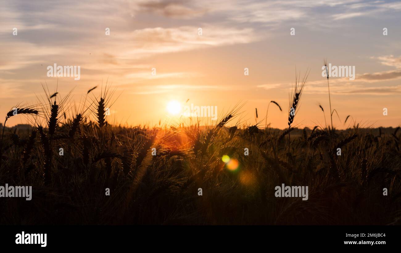 country morning with sunrise Stock Photo