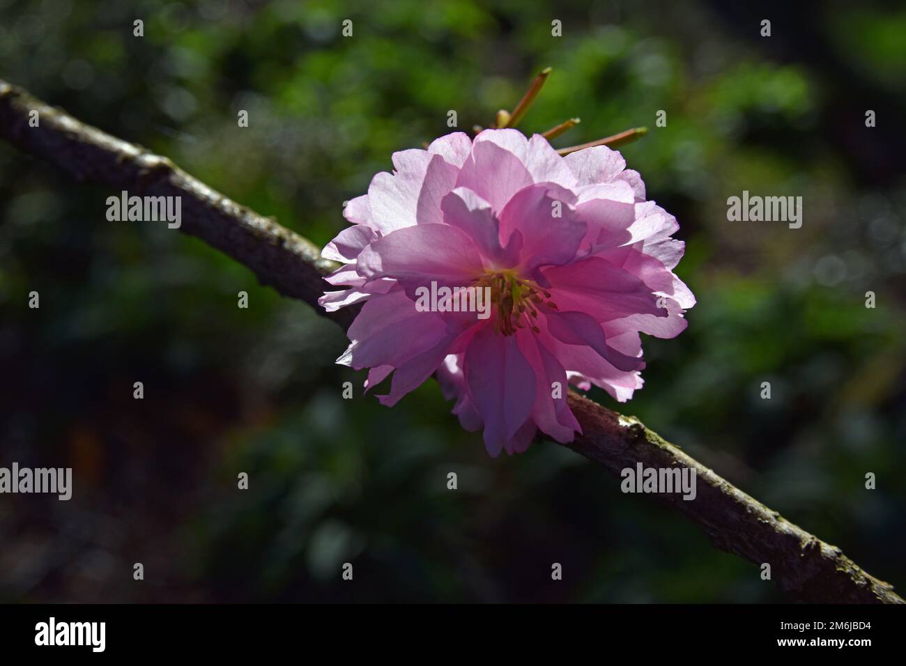 Japanese Cherry Blossom Stock Photo Alamy japanese-cherry-blossom-stock-photo-alamy