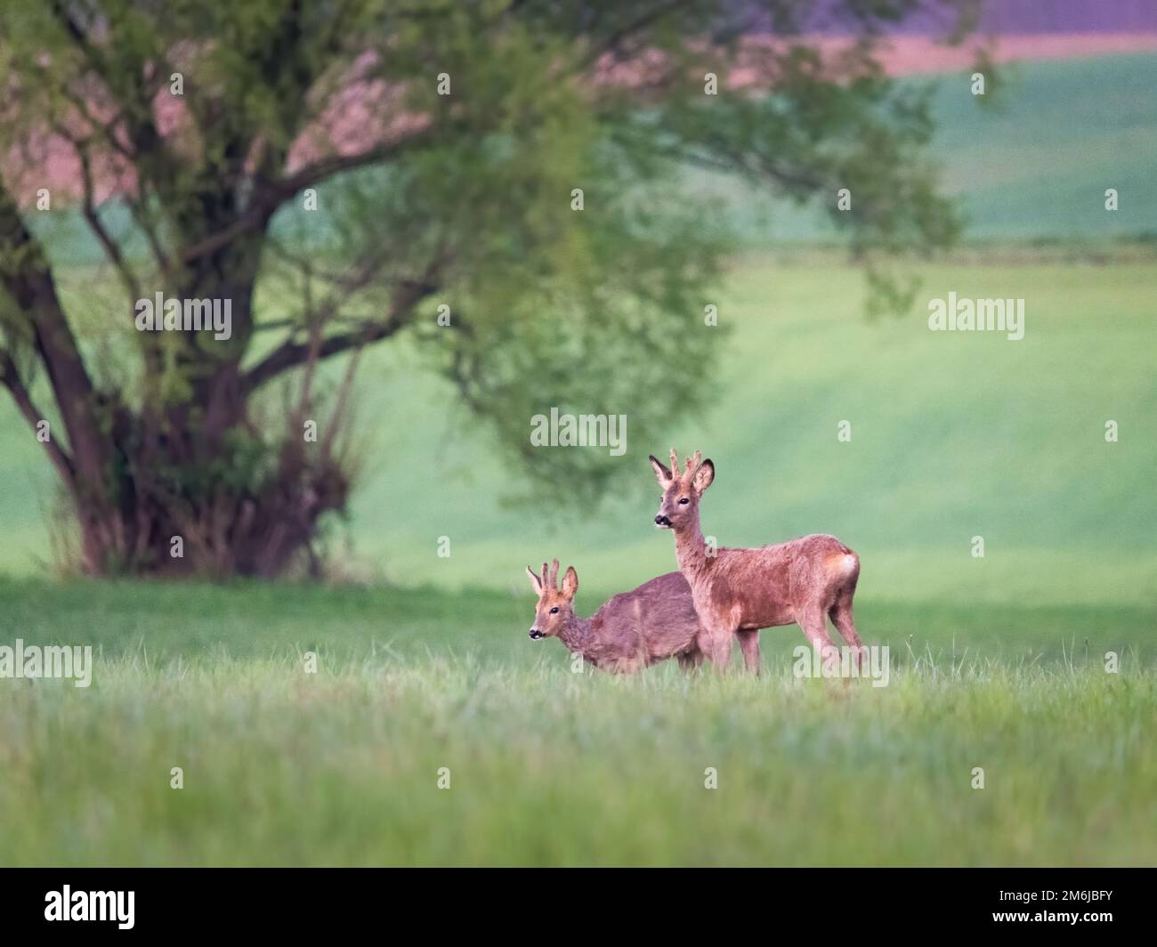 Roe bucks at spring on a meadow in Burgenland Stock Photo