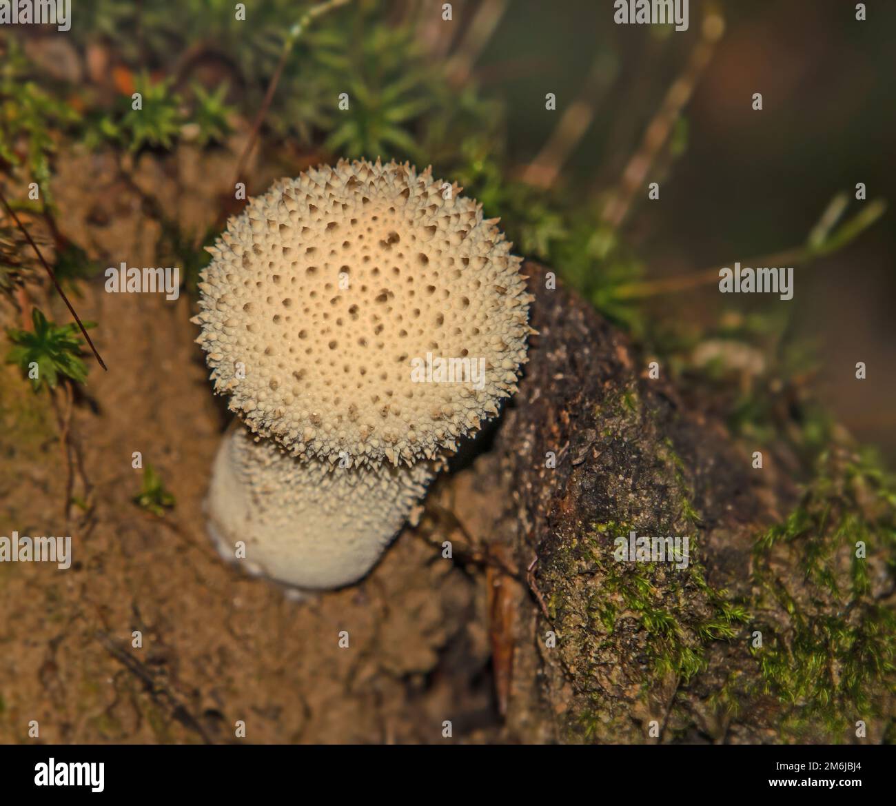 Bottle Sapling 'Lycoperdon perlatum' Stock Photo