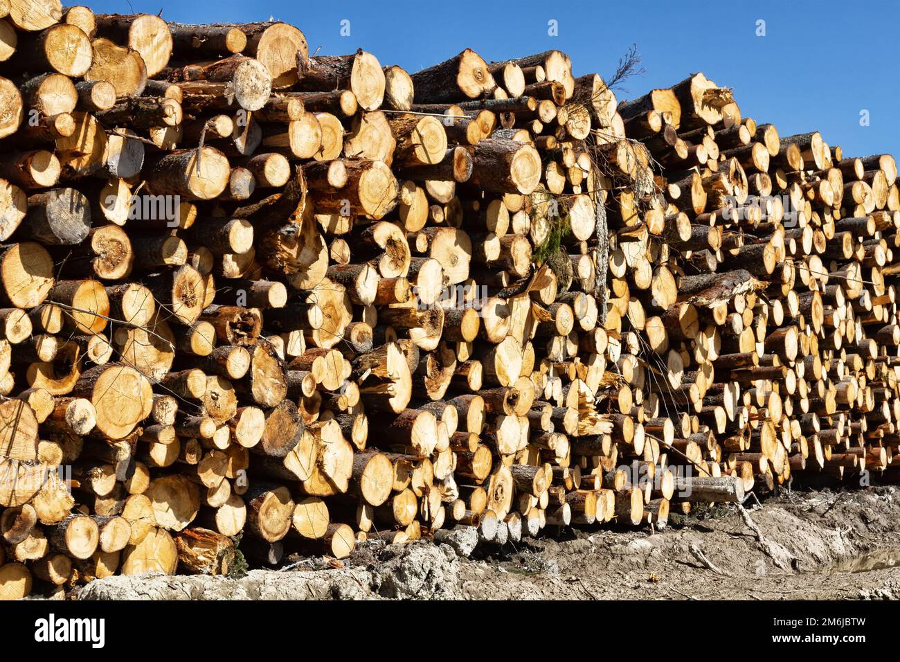 Timber cutting. Stack of spruce logs Stock Photo Alamy