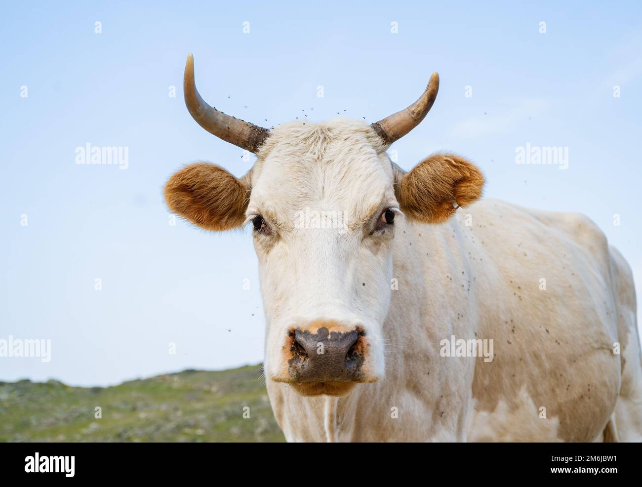 A fat white cow with horns poses standing in the grass against the background of a blue lake Baikal Stock Photo