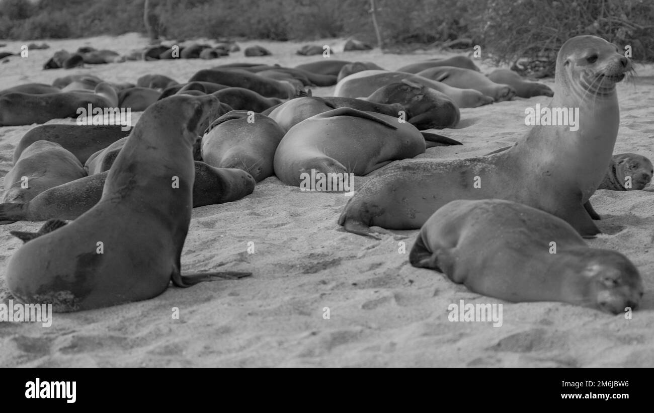 Underwater in the galapagos marine life in the galapagos islands Black ...