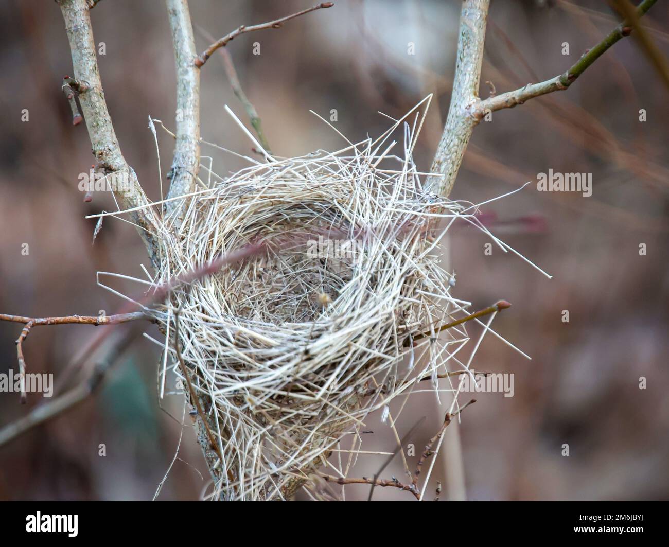 An abandoned bird's nest from last summer on a bush Stock Photo Alamy