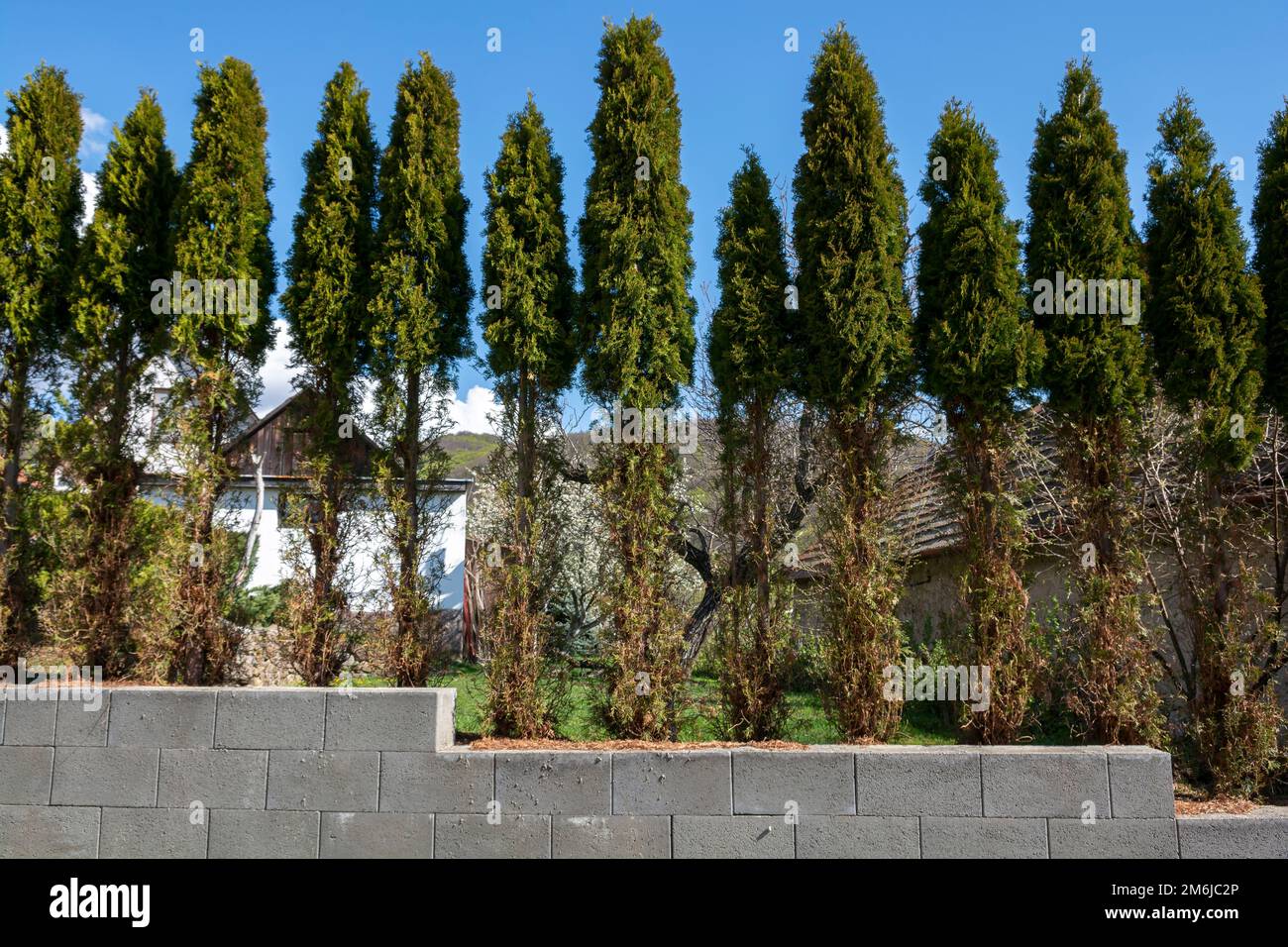 Thuja (Arborvitae) branches and needles eaten by deer in the winter season. Deer damage to Cedar hedge. Stock Photo