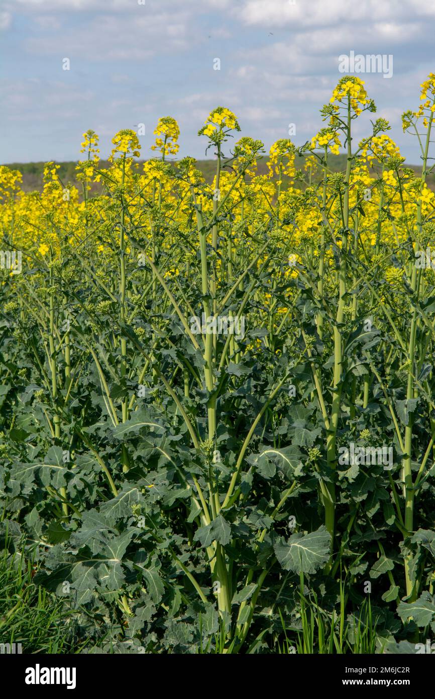 Flowering rapeseed , canola or colza. Yellow flowers of Brassica Napus. Blooming rapeseed. Plant for green energy and oil indust Stock Photo
