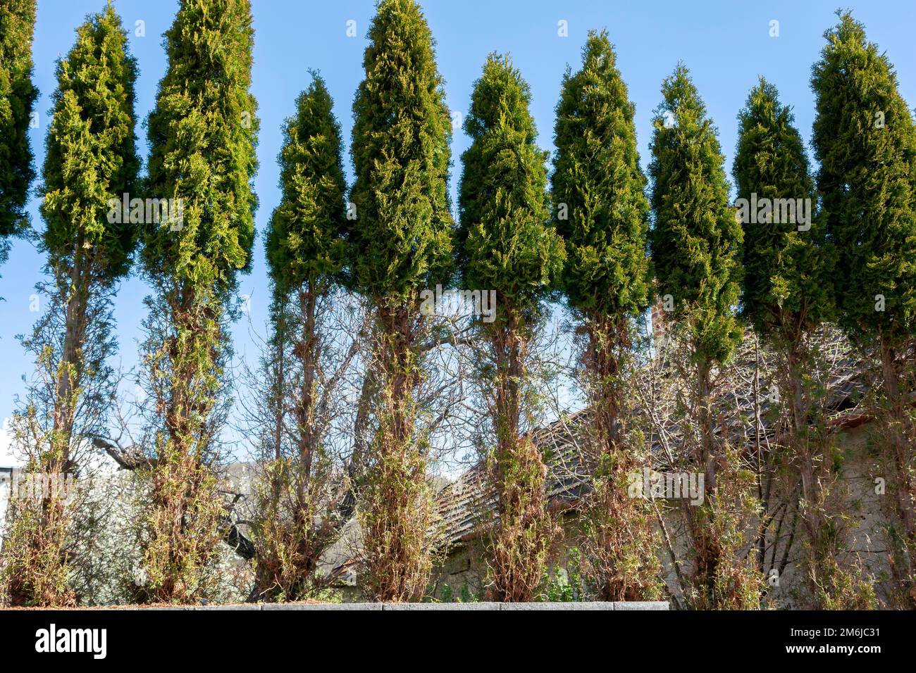 Thuja (Arborvitae) branches and needles eaten by deer in the winter season. Deer damage to Cedar hedge. Stock Photo