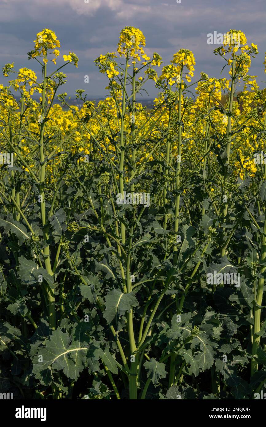 Flowering rapeseed , canola or colza. Yellow flowers of Brassica Napus. Blooming rapeseed. Plant for green energy and oil indust Stock Photo