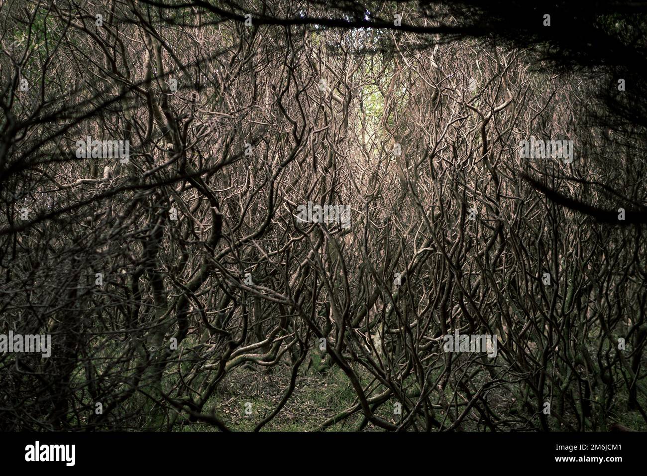 Tangled in branches hi-res stock photography and images - Alamy