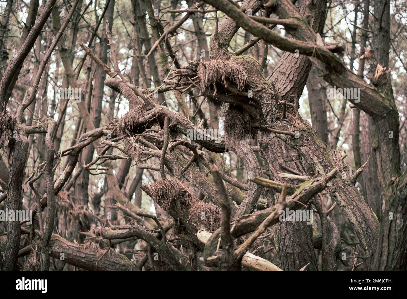 Tangled trees in background hi-res stock photography and images - Alamy