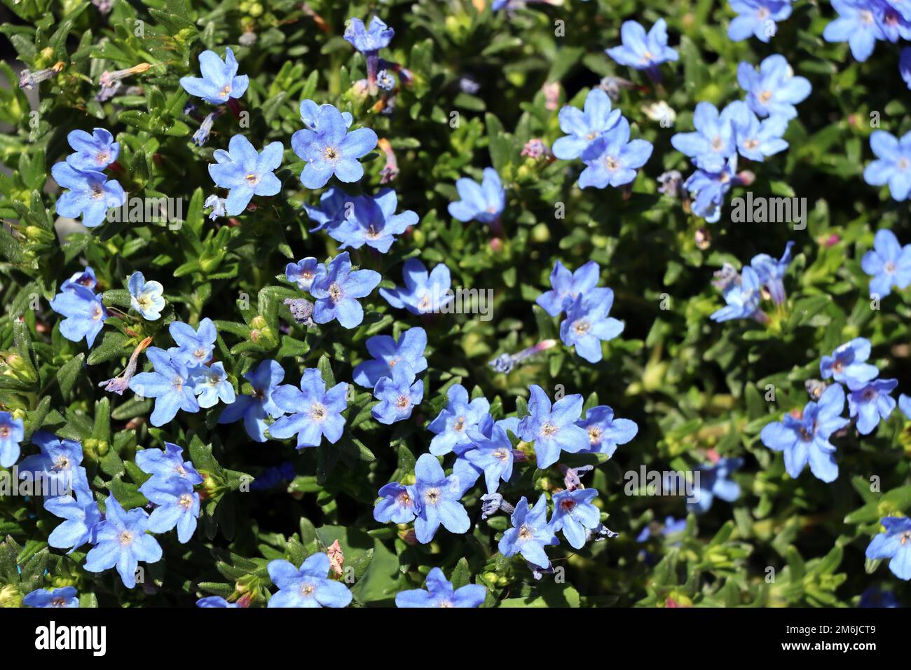 Southern stone seed - Lithodora diffusa, flowering plant Stock Photo