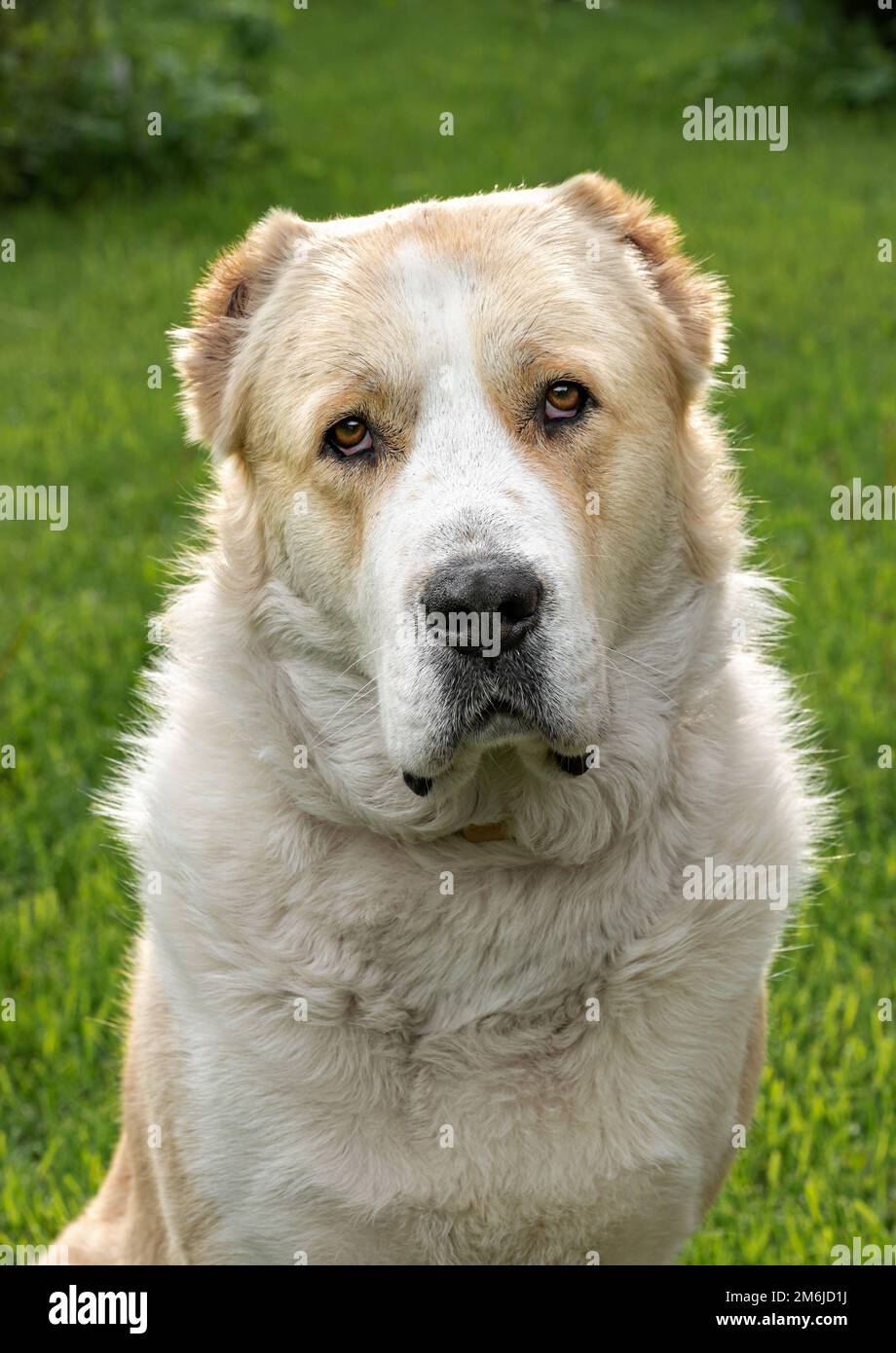 Central asian shepherd