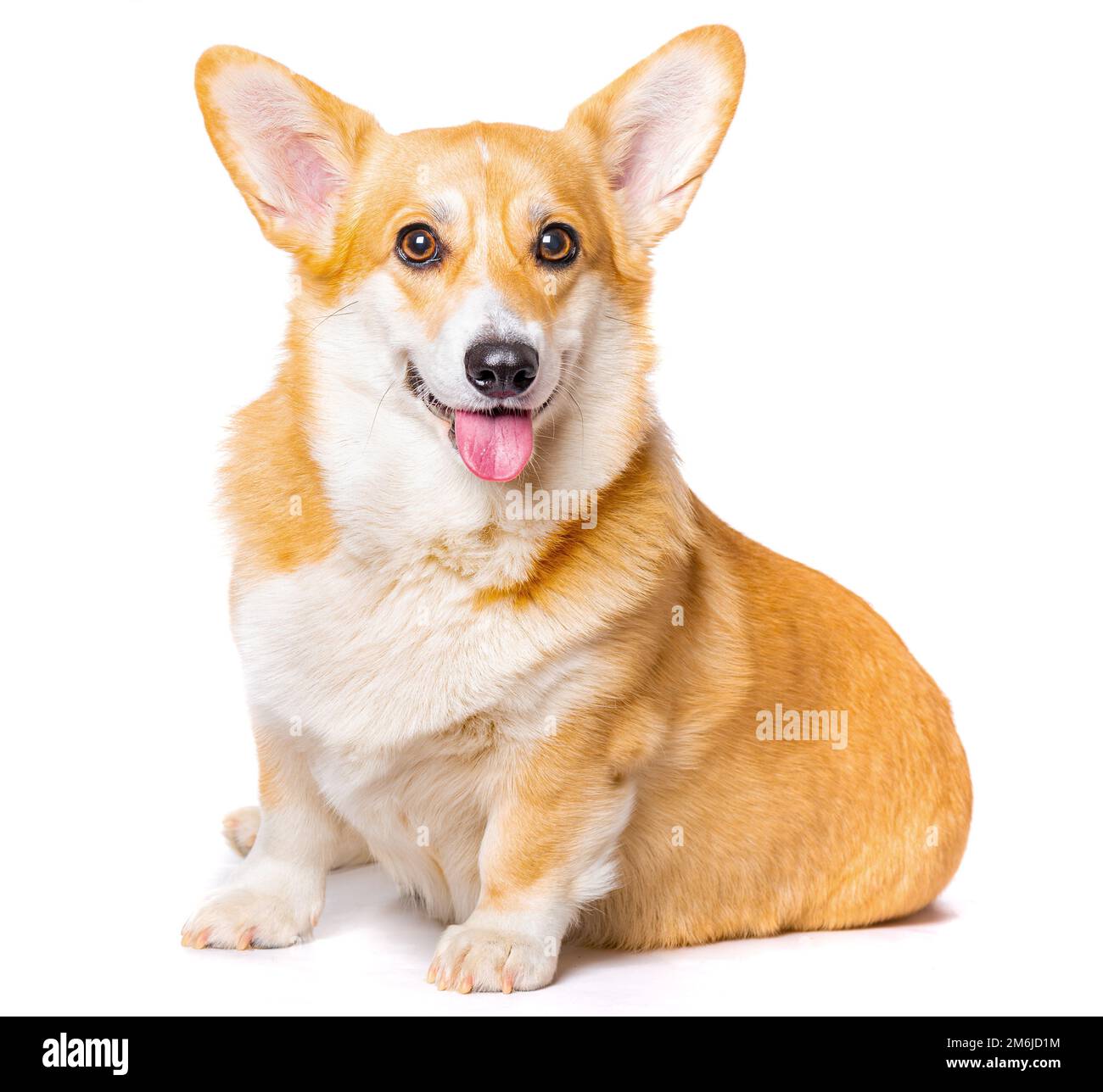 Smiling Pembroke Welsh Corgi puppy sitting Stock Photo