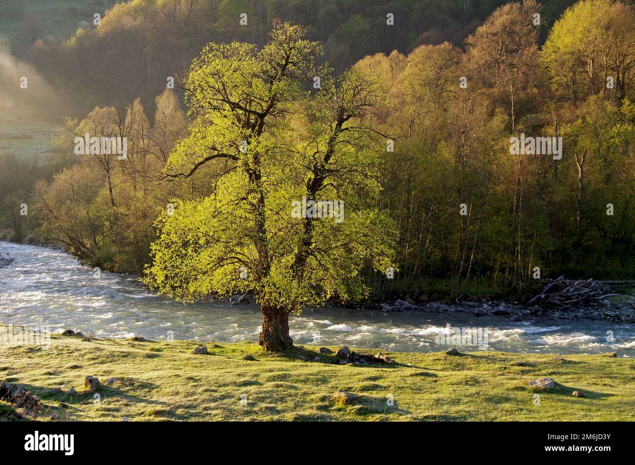 A tree is beautifully lit by the morning sun on the bank of the ...