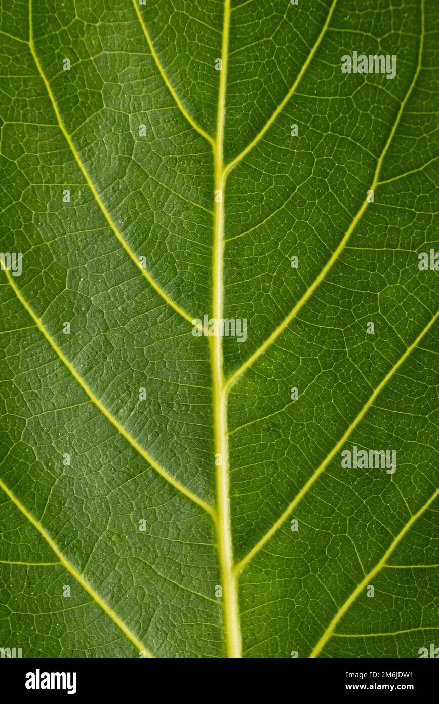 Ficus Altissima Variegated benghalensis Beautiful Leaf on white background isolated, green plant leaves Stock Photo