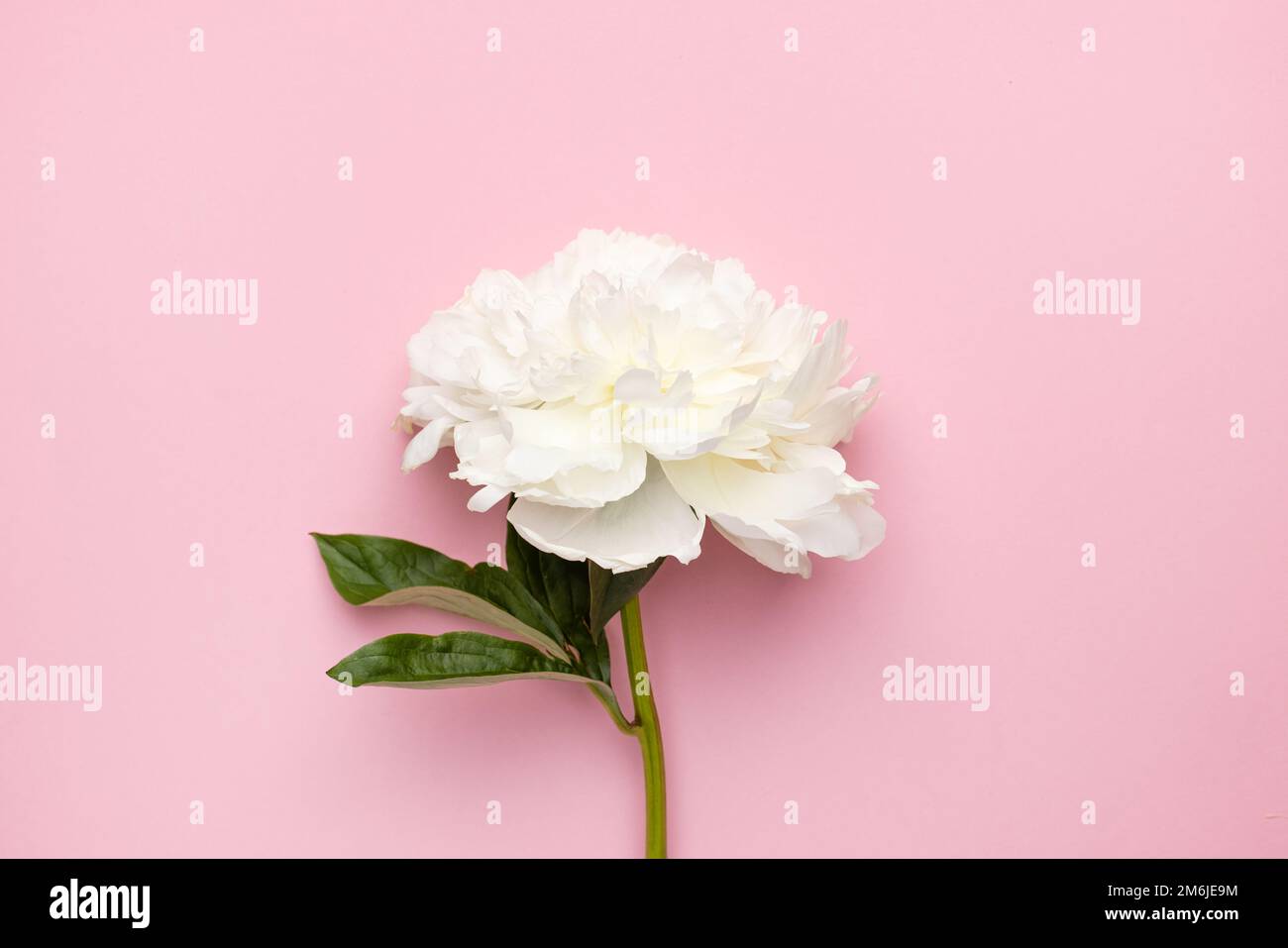 Closeup of beautiful white peony flower in vase on pink background with copy space, holiday and birthday concept Stock Photo